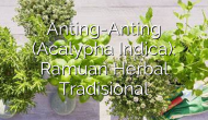 Permalink ke Anting-Anting (Acalypha Indica): Ramuan Herbal Tradisional