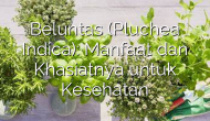 Permalink ke Beluntas (Pluchea Indica): Manfaat dan Khasiatnya untuk Kesehatan