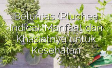 Permalink ke Beluntas (Pluchea Indica): Manfaat dan Khasiatnya untuk Kesehatan