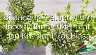 Permalink ke Bintangur (Calophyllum Inophyllum) – Manfaat dan Khasiat Luar Biasa