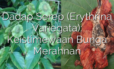 Permalink ke Dadap Serep (Erythrina Variegata): Keistimewaan Bunga Merahnan
