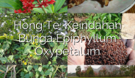 Permalink ke Hong Te: Keindahan Bunga Epiphyllum Oxypetalum