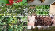 Permalink ke Jarak Tintir: Manfaat Luar Biasa dari Jatropha Multifida