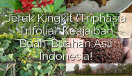 Permalink ke Jeruk Kingkit (Triphasia Trifolia): Keajaiban Buah-Buahan Asli Indonesia!