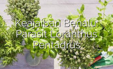 Permalink ke Keajaiban Benalu: Parasit Loranthus Pentadrus