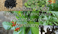 Permalink ke Keajaiban Kuning Murraya Paniculata: Kecantikan dan Manfaatnya