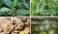 Permalink ke Kecubung Gunung: Pesona Bunga Brugmansia Suaveolens