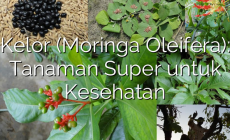 Permalink ke Kelor (Moringa Oleifera): Tanaman Super untuk Kesehatan