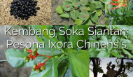 Permalink ke Kembang Soka Siantan: Pesona Ixora Chinensis