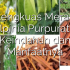 Permalink ke Lengkuas Merah (Alpinia Purpurata): Keindahan dan Manfaatnya