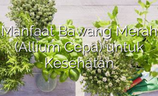 Permalink ke Manfaat Bawang Merah (Allium Cepa) untuk Kesehatan