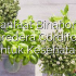 Permalink ke Manfaat Binahong (Anredera Cordifolia) untuk Kesehatan