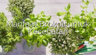 Permalink ke Manfaat Brokoli untuk Kesehatan