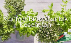 Permalink ke Manfaat Brokoli untuk Kesehatan