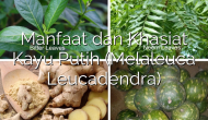 Permalink ke Manfaat dan Khasiat Kayu Putih (Melaleuca Leucadendra)